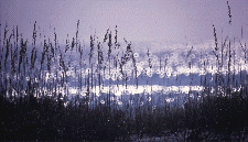 Photograph taken in  the  Gulf Islands Wilderness