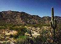 Photograph taken in  the  Harcuvar Mountains Wilderness