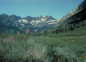 Photograph taken in the Jarbidge Wilderness