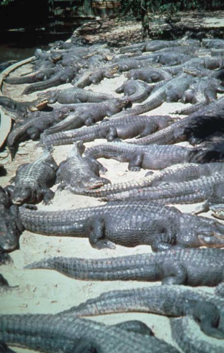 Group Of Alligators 57