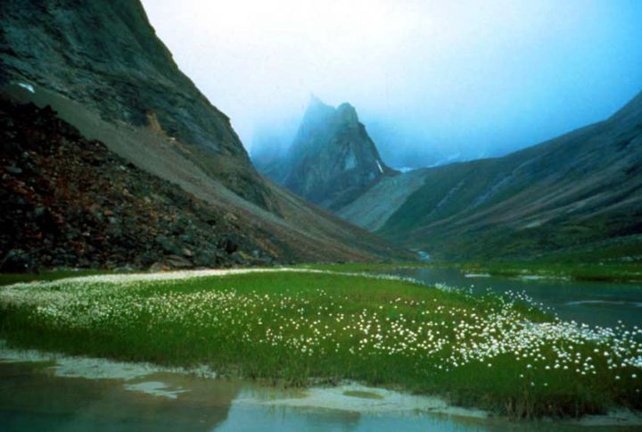 Mist-cloaked valley with white wildflowers and standing water in the foreground.