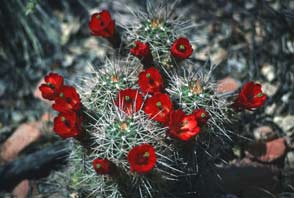 Photograph taken in the Sycamore Canyon Wilderness