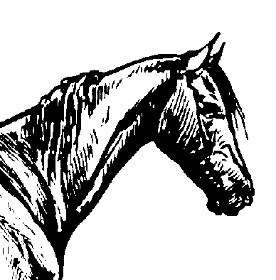  HORSE HEAD 